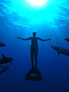 The Cove